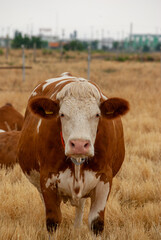 Front view of a  fat Simmental cow in the field. Dairy cattle are very important for human nutrition. Dairy farms are one of the most important industry in the world.	
