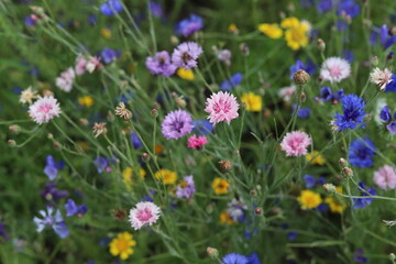 Obraz na płótnie Canvas Field flowers, wild meadow. Chamomile, cornflowers, clover.