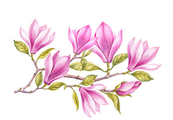 Differents flower magnolia on white background. Watercolor floral illustration