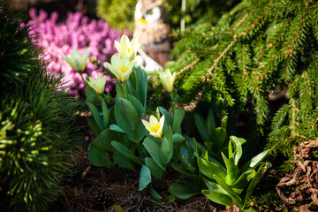 Spring garden, yellow polychrome tulips