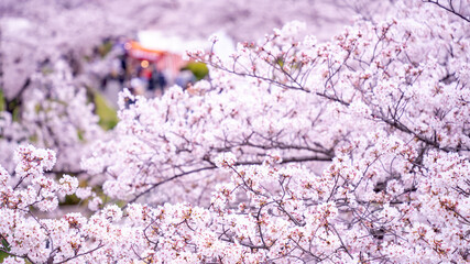 コピースペース