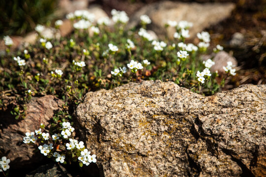 Spring garden, White Arabis flowers near the stone
