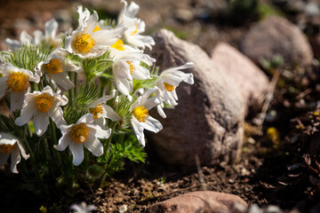 Spring garden, Pulsatilla vulgaris flowers