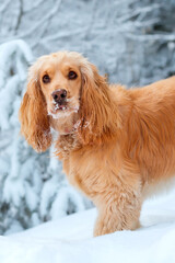 Beautiful english cocker spaniel portrait, standing and looking to camera, white snow background