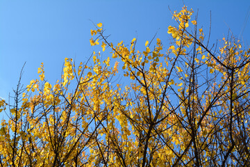 tree branches with yellow leaves against the blue sky