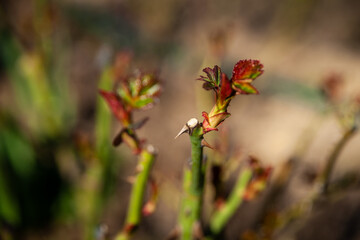 Spring garden, first spring flowers