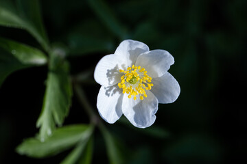 Close up of white flower. White anemone flower. Spring flower. Flowers in the forest