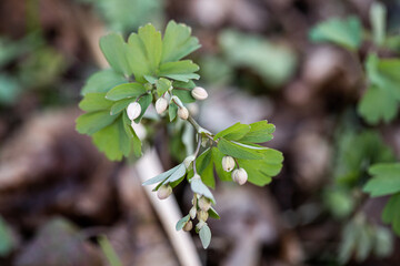 Flower buds Isopyrum thalictroides. White spring flowers. Wild forest flowers. 