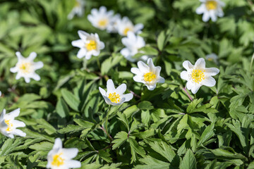 Obraz premium White flowers in a garden. A carpet of white flowers. White anemones.