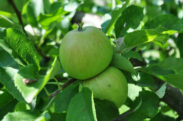 Ripe apples in the garden, harvesting apples in natural conditions