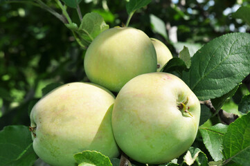 Ripe apples in the garden, harvesting apples in natural conditions