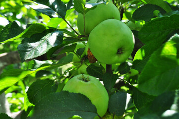 Ripe apples in the garden, harvesting apples in natural conditions