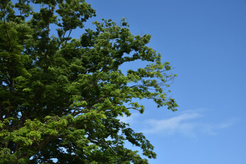 Green tree with copy space of sky