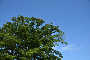 Green tree with copy space of sky