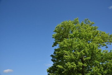 Fototapeta premium Green tree with copy space of sky