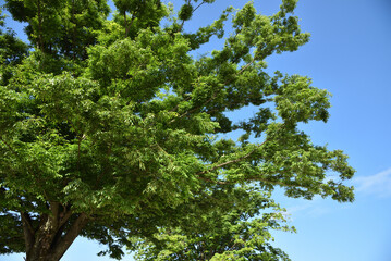 Green tree with copy space of sky