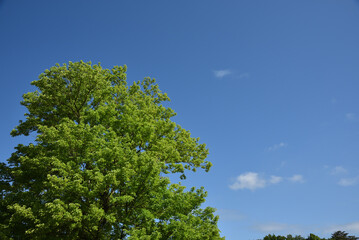 Green tree with copy space of sky
