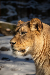 Fototapeta na wymiar Lioness Portrait in Winter Zoological Garden. Side Profile of Female Panthera Leo in Zoo. 