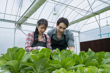 Obraz premium Asian farmers work in vegetables hydroponic farm. Attractive young man and women agriculturist check quality of green oaks at greenhouse.