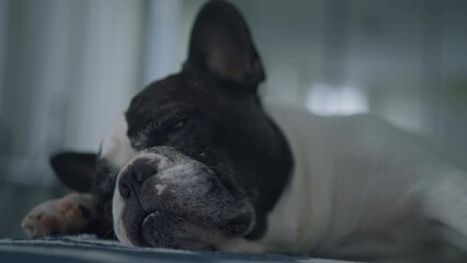 french bulldog lying on sofa at home sleepy funny pet