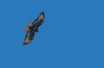 buzzard against the sky
