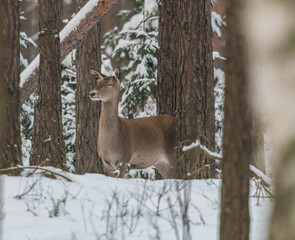 deer in snow