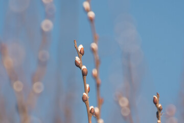 willow branches in spring