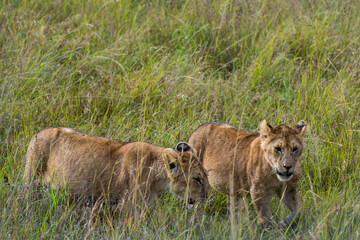 lions couple in the savannah of Kenya