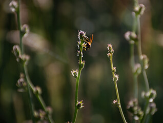 natural grass background