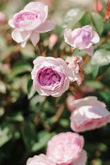 Roald Dahl (Ausowlish). English rose bred by David Austin
