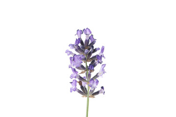 Concept of cozy with flowers, lavender, isolated on white background
