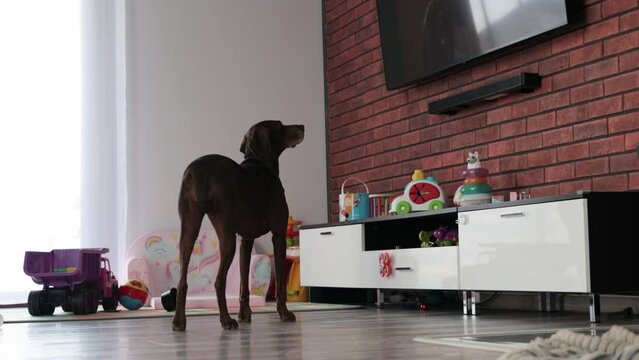 Brown dog watching TV on brick wall in a modern house while standing on its feet. Lots of baby toys around the dog.