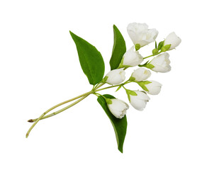 Jasmine (Philadelphus) flowers and leaves in a floral arrangement isolated on white or transparent background