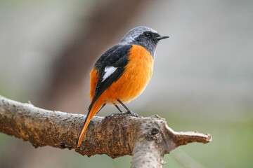 ジョウビタキ