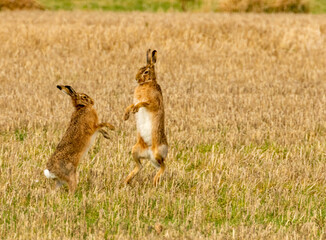 Mad March hares boxing in a field