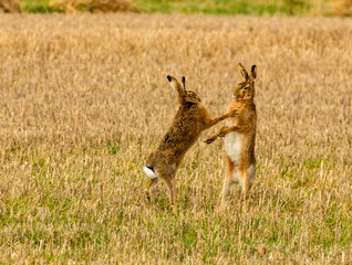 Mad March hares boxing in a field