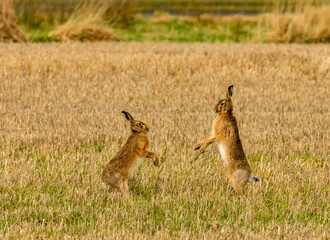 Mad March hares boxing in a field © Sarah