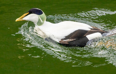 male eider duck on the water