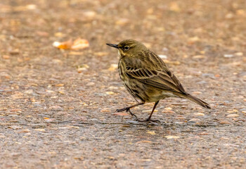 Rock pipit looking for food around a harbour 