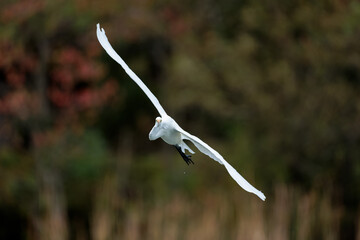 Great egret(Ardea alba)