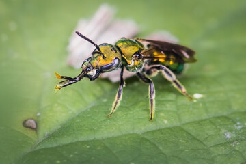 Metallic green sweat bee (Augochlora Pura) concentrating nectar with proboscis and mouthparts, Long Island, New York.