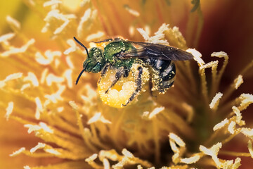 Metallic green bicolored sweat bee (Agapostemon virescens) pollinating and foraging on a Yellow...