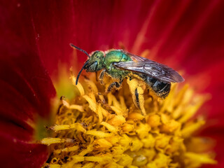 Bicolored metallic green sweat bee (Agapostemon virescens) pollinating and foraging on a red and yellow Pooh dahlia flower, Long Island, New York.