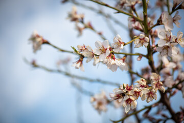 Almendros, flor de almendro, primavera, almendras, flores, floración, brotes, fruto
