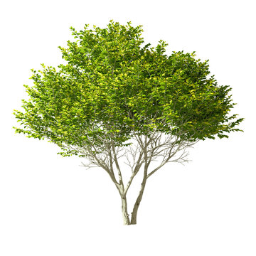 Tropics Tree shapes cut out transparent backgrounds for landscape 3d rendering png file