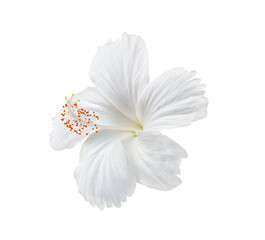 white flower isolated on transparent png