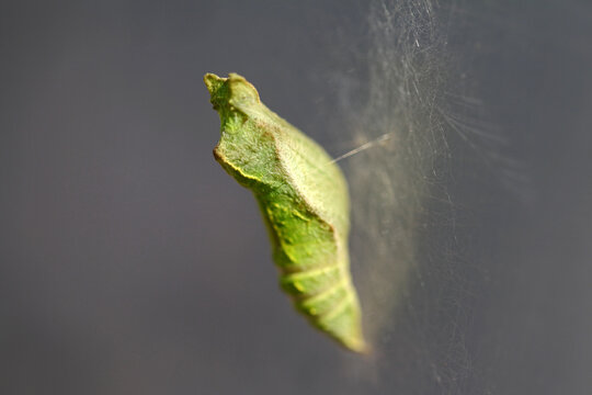 A butterfly cacoon hanging by a thread
