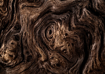 Abstract wood texture macro, close up. Top view. Nature grunge texture.