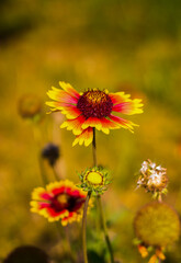 a yellow-red Gaillardia flower with large petals against a green-purple blurred background with bokeh, shot from above in close-up in bright sunny weather, side view