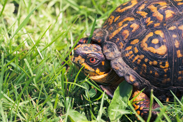 Male red-eyed Eastern Box turtle (Terrapene carolina carolina) crawling in green grass, Long Island, New York.